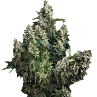 Auto Tutankhamon fem (Pyramid Seeds) Auto Tutankhamon fem (Pyramid Seeds)