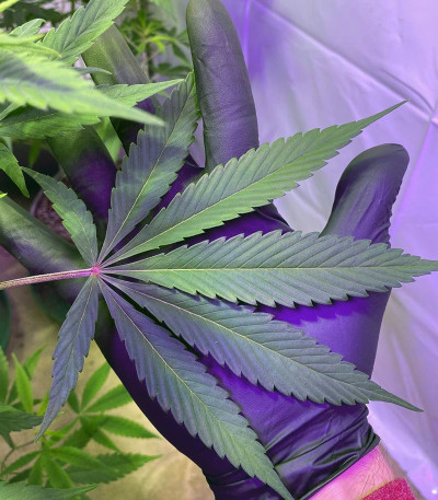 Chocobang fem (Delicious Seeds) семена конопли Chocobang fem (Delicious Seeds) семена конопли — изображение 3