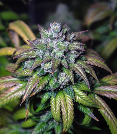 Chocobang fem (Delicious Seeds) семена конопли Chocobang fem (Delicious Seeds) семена конопли — изображение 4