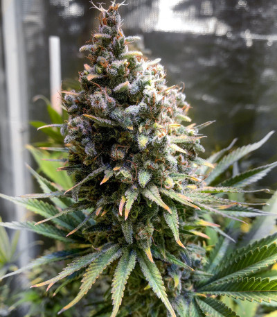 Chocobang fem (Delicious Seeds) семена конопли Chocobang fem (Delicious Seeds) семена конопли — изображение 5