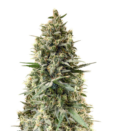 Chocobang fem (Delicious Seeds) семена конопли Chocobang fem (Delicious Seeds) семена конопли