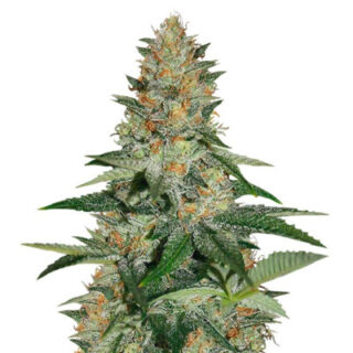 Семена сорта Delicious Candy Early Version (Delicious Seeds) Семена сорта Delicious Candy Early Version (Delicious Seeds)