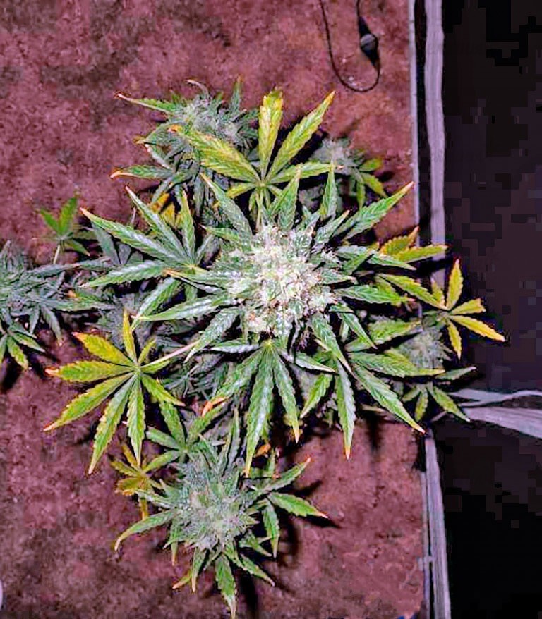 Семена сорта Fast Bud Auto fem (Sweet Seeds) Семена сорта Fast Bud Auto fem (Sweet Seeds) — изображение 3