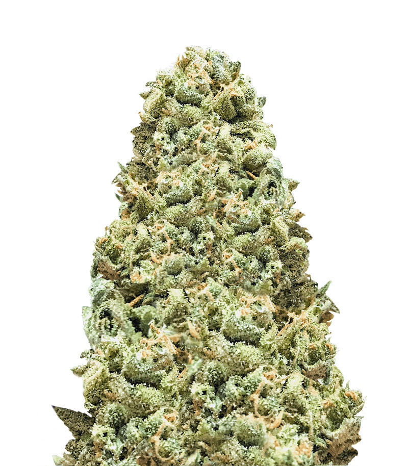 Семена сорта Monster Girl Scout Cookies fem (Monster Genetics) Семена сорта Monster Girl Scout Cookies fem (Monster Genetics)
