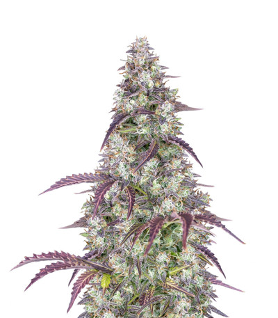 Семена сорта Lemon Pie Auto fem (FastBuds) Семена сорта Lemon Pie Auto fem (FastBuds)
