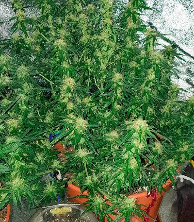 Сорт Monster Gelato Auto fem (Monster Genetics) Сорт Monster Gelato Auto fem (Monster Genetics) — изображение 3