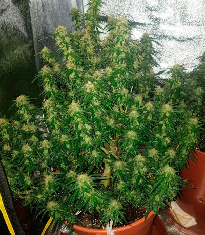 Сорт Monster Gelato Auto fem (Monster Genetics) Сорт Monster Gelato Auto fem (Monster Genetics) — изображение 4