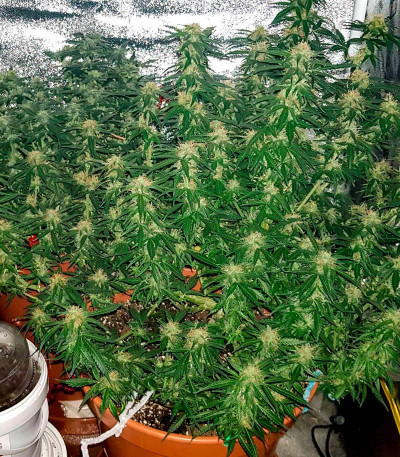 Сорт Monster Gelato Auto fem (Monster Genetics) Сорт Monster Gelato Auto fem (Monster Genetics) — изображение 5