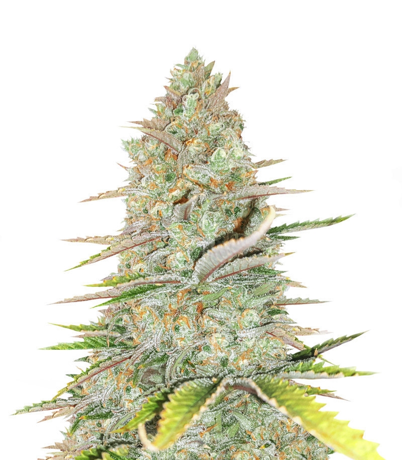 Сорт Monster Gelato Auto fem (Monster Genetics) Сорт Monster Gelato Auto fem (Monster Genetics)