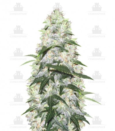 Сорт Ogre Auto fem (Doctor’s Choiсe) Сорт Ogre Auto fem (Doctor’s Choiсe)