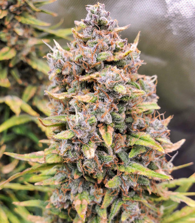 Семена сорта Original Big Bud Auto fem (FastBuds) Семена сорта Original Big Bud Auto fem (FastBuds) — изображение 4