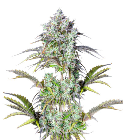 Семена сорта Original Big Bud Auto fem (FastBuds) Семена сорта Original Big Bud Auto fem (FastBuds)