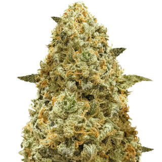 Семена сорта Monster Pebbles fem (Monster Genetics)