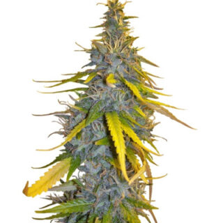 Семена сорта S.A.D. Sweet Afgani Delicious F1 Fast Version (Sweet Seeds)