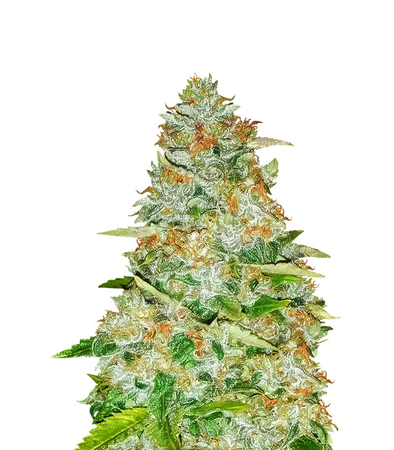 Семена сорта Gorilla Glue fem (Monster Genetics) Семена сорта Gorilla Glue fem (Monster Genetics)