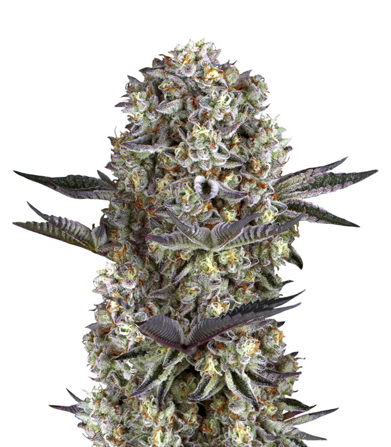 Семена сорта Dos Si Dos 33 fem (Barney's Farm) Семена сорта Dos Si Dos 33 fem (Barney's Farm)