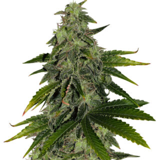 Семена сорта Pure Power Plant fem (Nirvana Seeds) Семена сорта Pure Power Plant fem (Nirvana Seeds)