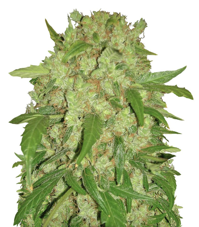 Auto Wembley fem (Pyramid Seeds) Auto Wembley fem (Pyramid Seeds)