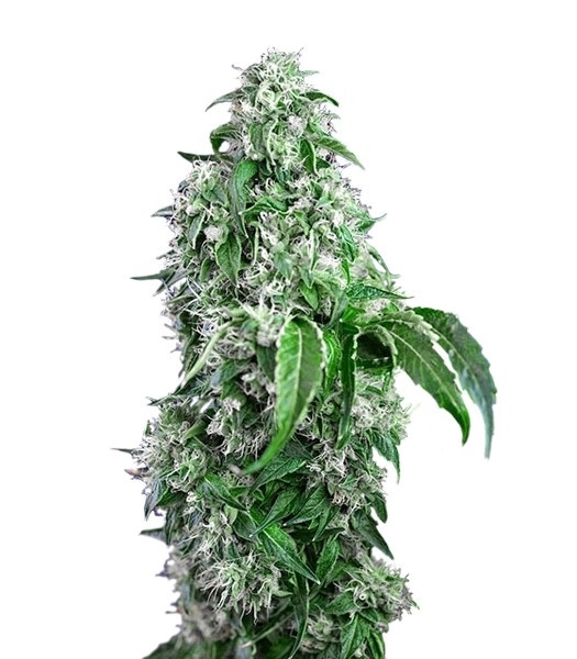 Big Devil F1 Fast Version fem (Sweet Seeds) Big Devil F1 Fast Version fem (Sweet Seeds)