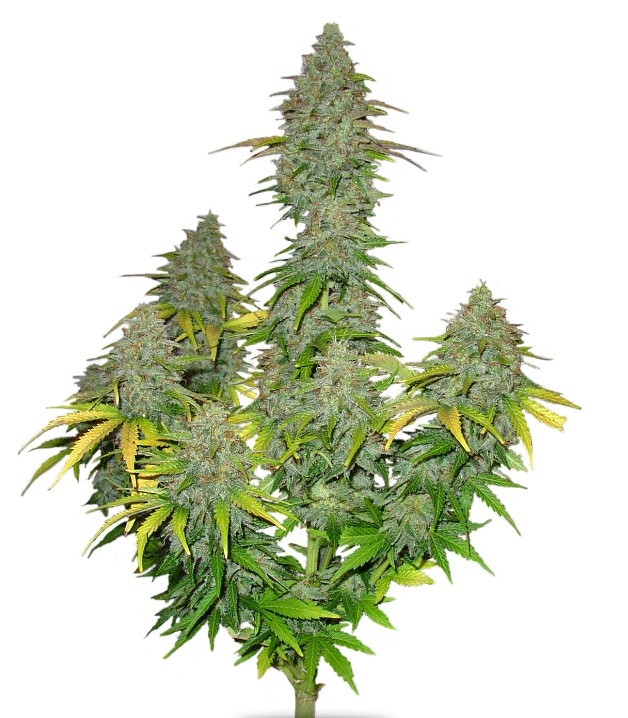 Семена сорта Fast Bud Auto fem (Sweet Seeds) Семена сорта Fast Bud Auto fem (Sweet Seeds)