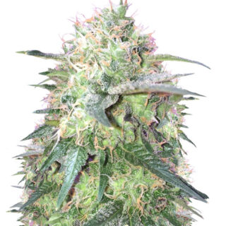 Семена сорта Fresh Candy fem (Pyramid Seeds) Семена сорта Fresh Candy fem (Pyramid Seeds)