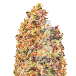Семена сорта Mind Can'trol fem (Dr. Krippling Seeds) Семена сорта Mind Can'trol fem (Dr. Krippling Seeds)