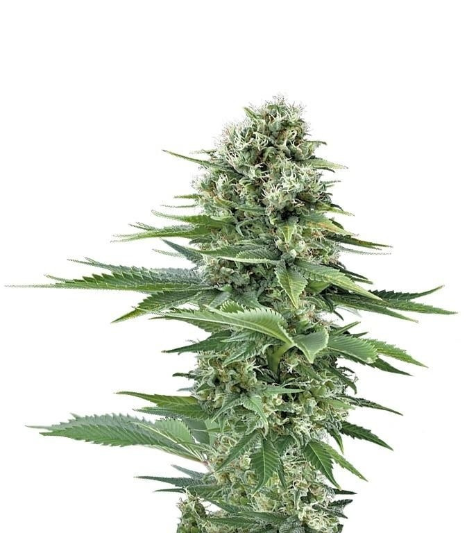 Power Flower fem (RQS) семена конопли Power Flower fem (RQS) семена конопли