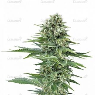 Семена сорта Waist Deep Auto (Heavyweight Seeds) Семена сорта Waist Deep Auto (Heavyweight Seeds)