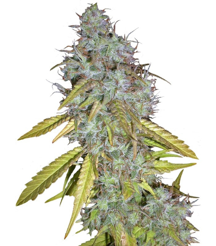 Семена сорта Red Cherry Berry (Barney's Farm) Семена сорта Red Cherry Berry (Barney's Farm)