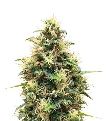 Somango XL fem (RQS) семена конопли Somango XL fem (RQS) семена конопли