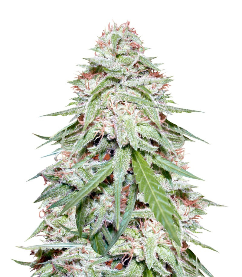 Семена сорта Spinning Buzz Kick auto fem (Dr. Krippling Seeds) Семена сорта Spinning Buzz Kick auto fem (Dr. Krippling Seeds)