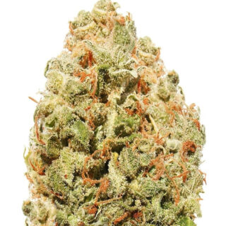 Strawberry Cake fem (Heavyweight Seeds) Strawberry Cake fem (Heavyweight Seeds)