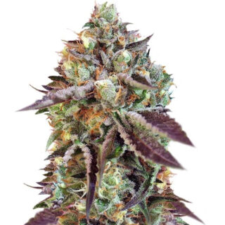 Семена сорта Sweet Nurse Auto CBD fem (Sweet Seeds)