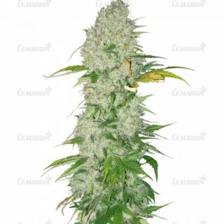 Семена сорта Original Cheese IBL (Paradise Seeds)
