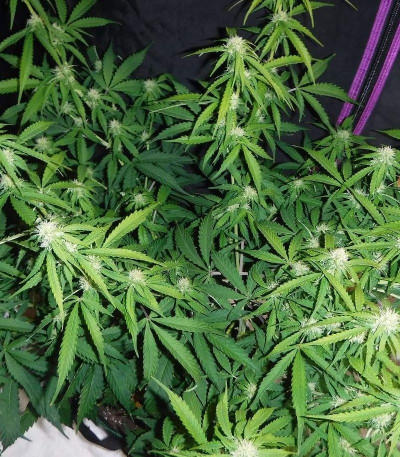 Семена сорта Sugar Black Rose Auto fem (Delicious Seeds) Семена сорта Sugar Black Rose Auto fem (Delicious Seeds) — изображение 3