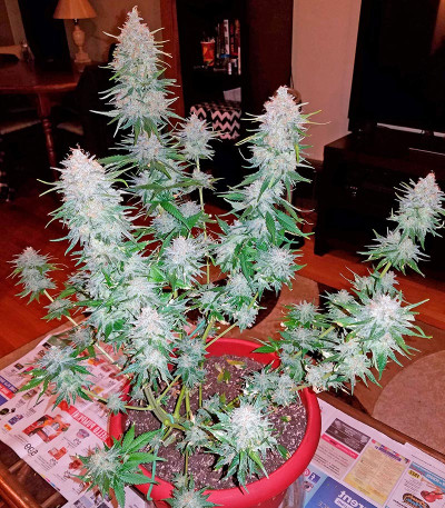 Strawberry Cake fem (Heavyweight Seeds) Strawberry Cake fem (Heavyweight Seeds) — изображение 4