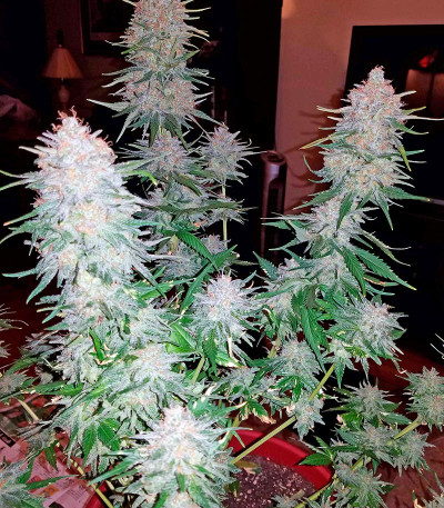 Strawberry Cake fem (Heavyweight Seeds) Strawberry Cake fem (Heavyweight Seeds) — изображение 5