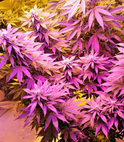 Strawberry Cake fem (Heavyweight Seeds) Strawberry Cake fem (Heavyweight Seeds) — изображение 6