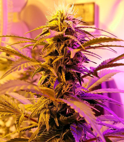 Strawberry Cake fem (Heavyweight Seeds) Strawberry Cake fem (Heavyweight Seeds) — изображение 7