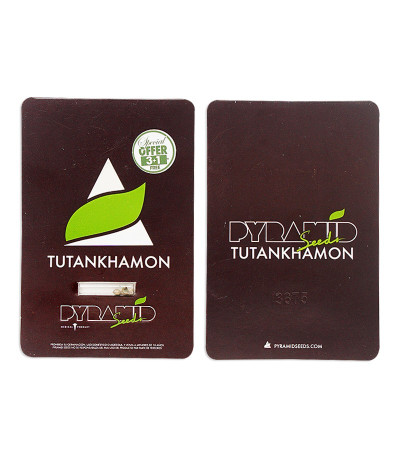 Tutankhamon fem (Pyramid Seeds) семена конопли Tutankhamon fem (Pyramid Seeds) семена конопли — изображение 2