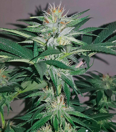 Tutankhamon fem (Pyramid Seeds) семена конопли Tutankhamon fem (Pyramid Seeds) семена конопли — изображение 5