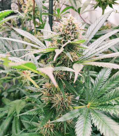 Сорт Watermelon Zkittlez fem (Barney's Farm) Сорт Watermelon Zkittlez fem (Barney's Farm) — изображение 3
