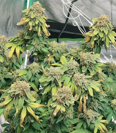 Сорт Watermelon Zkittlez fem (Barney's Farm) Сорт Watermelon Zkittlez fem (Barney's Farm) — изображение 4