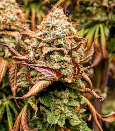 Сорт Watermelon Zkittlez fem (Barney's Farm) Сорт Watermelon Zkittlez fem (Barney's Farm) — изображение 5