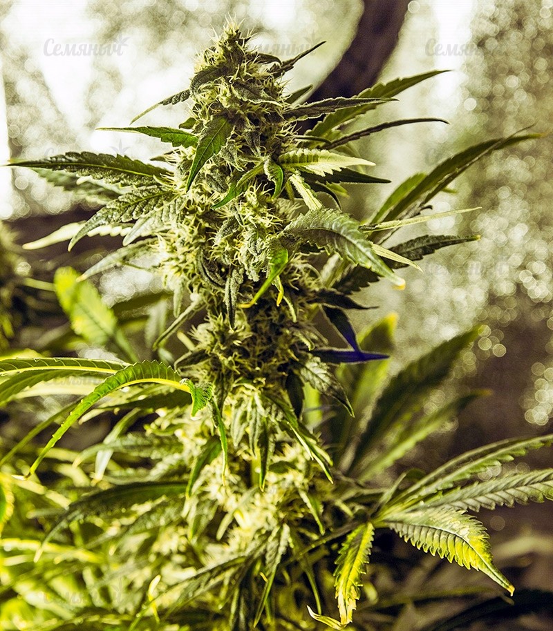 Семена сорта Original Cheese IBL (Paradise Seeds) Семена сорта Original Cheese IBL (Paradise Seeds) — изображение 5