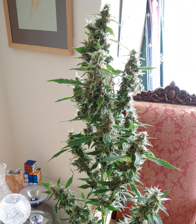 Wipeout Express auto (Heavyweight Seeds) семена конопли Wipeout Express auto (Heavyweight Seeds) семена конопли — изображение 5