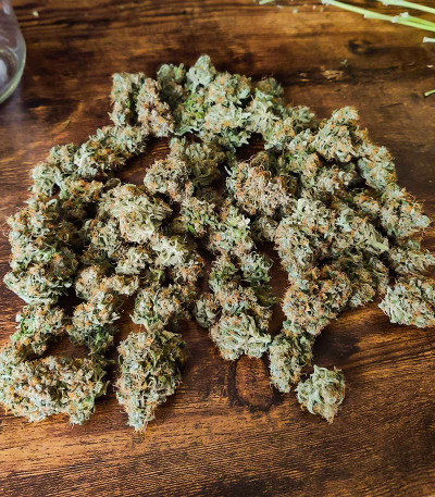 Сорт Gelato Glue Autoflower fem (Easy Grow Seeds) Сорт Gelato Glue Autoflower fem (Easy Grow Seeds) — изображение 7