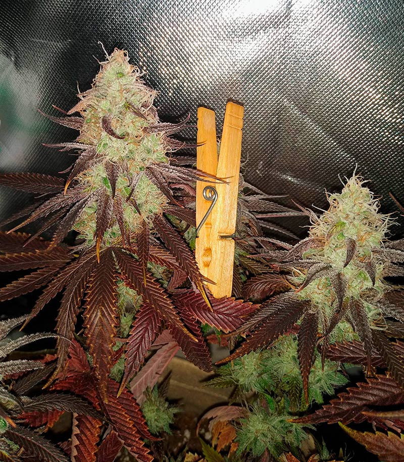 Сорт GMO Zkittlez F1 reg (Ethos Genetics) Сорт GMO Zkittlez F1 reg (Ethos Genetics) — изображение 3