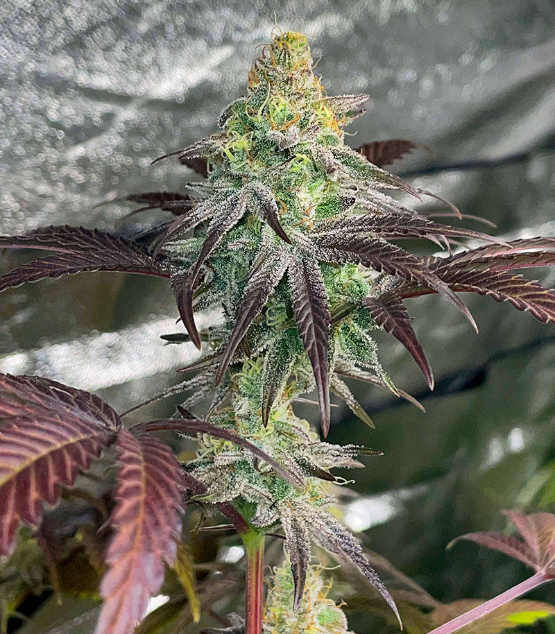 Сорт GMO Zkittlez F1 reg (Ethos Genetics) Сорт GMO Zkittlez F1 reg (Ethos Genetics) — изображение 2
