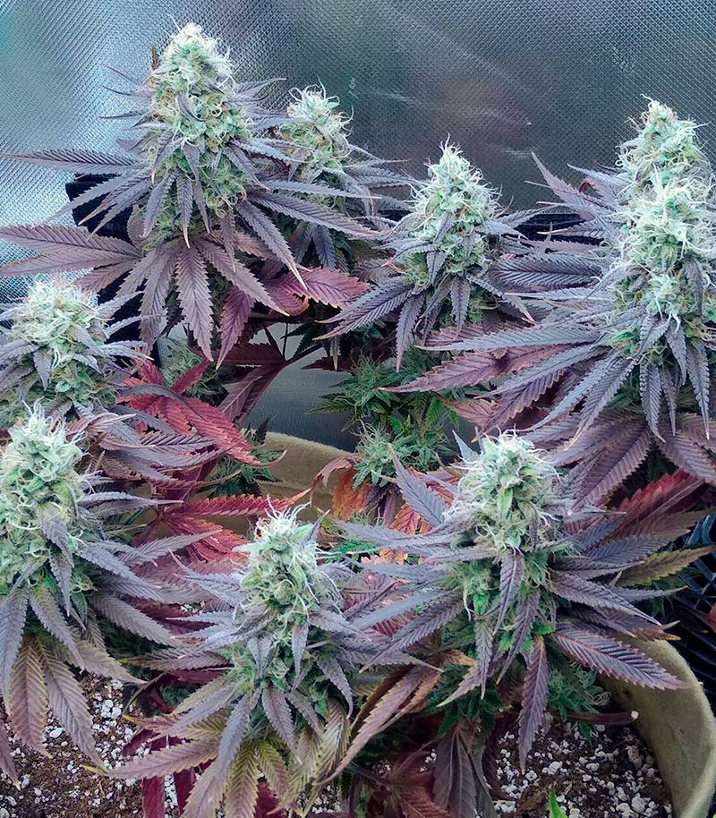Сорт GMO Zkittlez F1 reg (Ethos Genetics) Сорт GMO Zkittlez F1 reg (Ethos Genetics) — изображение 7